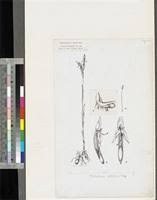 Image result for Platycoryne