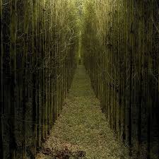 Double A Trees Khao Yai National Park National Parks Nature