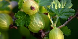 Für eine gesunde basische ernährung ist dieser überblick wichtig. Stachelbeeren Tipps Zum Standort Und Pflege Sowie Krankheiten