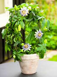 Image result for Passiflora caerulea