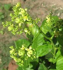Image result for Jatropha seineri
