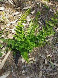 Image result for Cheilanthes viridis