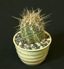 Grow the wild woman cactus. Mini Show Results March 2019 Sccss