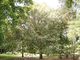 Image result for Daknopholis