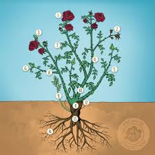 Dabei sollten sie darauf achten, welche sortengruppe sie vor sich haben. Die Rose Botanik Und Aufbau Rosenhof Odendahl