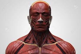 In this post, you will learn the chest muscles anatomy which is easy since there are not so many muscles. Human Body Anatomy Muscle Anatomy Of The Face Neck And Chest Stock Photo Picture And Royalty Free Image Image 64471511