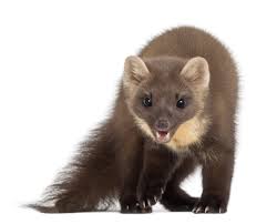 Ils sont souvent confondus avec les mites. Faire Partir Les Fouines Et Martres Dkm Experts