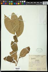 Image result for Polhillides velutina