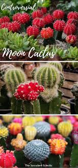 How to care for succulents: Controversial Colorful Moon Cactus The Succulent Eclectic Succulents Succulent Landscaping Cactus Care