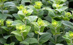 Sure, they might not be as effective as insecticides. Dammann S Garden Company Plants That Repel Mosquitoes