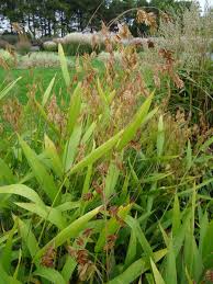 Image result for Chasmopodium