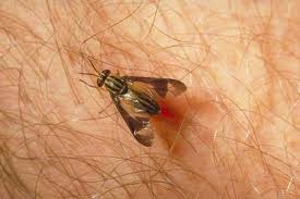 Picture of a deer fly. Deer Fly A Summer Curse News Goerie Com Erie Pa