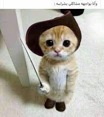 Pin By ֆء N ɑ W Ya ɑ ɑ On بالعربي Funny Cute Cats Cute Cat Memes Funny Cat Memes