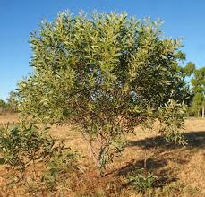نتیجه جستجوی لغت [acacia] در گوگل