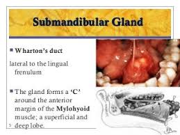 Image result for Submandibular Exam