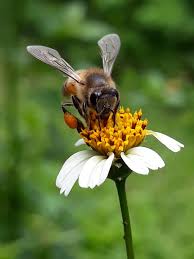 BlackJack Bee feeding_Pamela Cawood_The Bee Effect HR