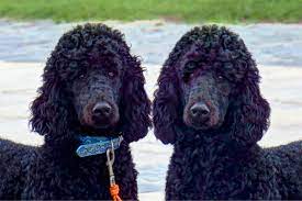 Poodle simi valley, our family have two boys and two girls standard poodle puppies. Standard Poodle Adoption Lovetoknow