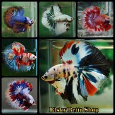 Ikan Cupang Halfmoon Fancy Koi Candy Marble Ukuran Medium Full Warna Random Shopee Indonesia