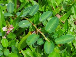 Image result for Alysicarpus