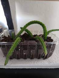 It would make a fun addition to your home, office, ideal for gift , housewarming more and… New Aerial Roots On What I Believe Is A Dog Tail Cactus Is This Good Or Do I Need To Swap Something Up Proplifting