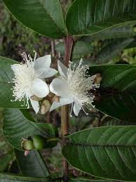 Image result for Psidium guajava