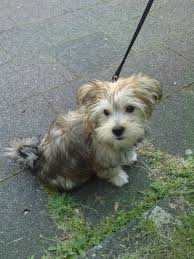 Most yorkie mixes are often loving, affectionate, and intelligent. Twix Chihuahua Yorkshire Terrier Unbekannt Mischling Mix