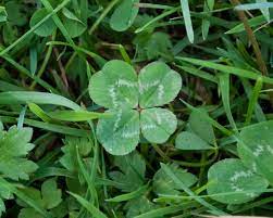 From bright red to muscular white and from salmon pink to soft green. Four Leaf Clover Wikipedia