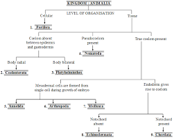 Check spelling or type a new query. Kingdom Animalia Or Animal Kingdom Biology Knowledgeuniverseonline Com
