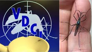 Great value, highest quality service, call on 01273 978 275. Mosquito Control Brighton Colorado