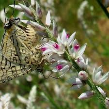 Image result for Hermbstaedtia