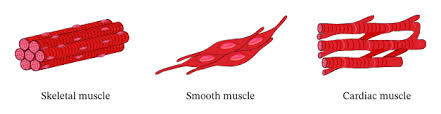 Diagram of smooth muscle contraction, smooth cardiac and skeletal muscle diagram, smooth muscle cell diagram, smooth muscle cell picture, smooth muscle contraction diagram, human muscles, diagram of smooth muscle contraction, smooth cardiac and skeletal muscle diagram, smooth muscle cell diagram, smooth. Lesson Explainer Structure Of Muscles Nagwa