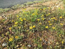 Image result for Lotononis bainesii