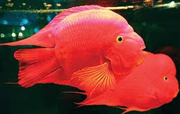 الألوان في القرآن الكريم الرياضي البيان