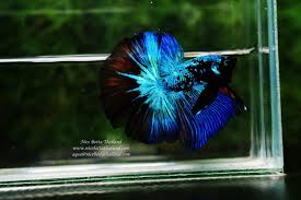 Nice Betta Thailand Co Ltd Betta Fish For Sale Siamese Fighting Fish In 2020 Betta Fish Siamese Fighting Fish Betta