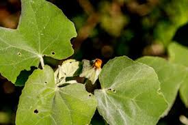 Image result for Pycreus nitidus