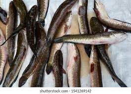 Here you will find one or more explanations in english for the word haruan. Ikan Haruan Known Channa Striata Common Stock Photo Edit Now 1541269142