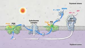 Check spelling or type a new query. Photosynthesis Part 5 Light Reactions Hhmi Biointeractive Video Youtube