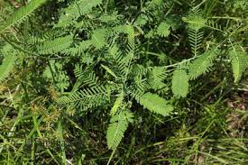 Image result for Sesbania goetzei