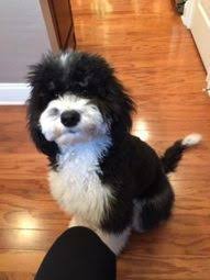 Mini, standard and medium sheepadoodle puppies for sale. Get Best Sheepadoodle Puppies For Sale Open R