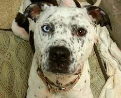 Rehoming blue murle husky aussie mix. Dog For Adoption Frankie A Pit Bull Terrier Dalmatian Mix In Cantua Creek Ca Petfinder