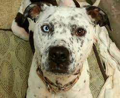 We did not find results for: Dog For Adoption Frankie A Pit Bull Terrier Dalmatian Mix In Cantua Creek Ca Petfinder