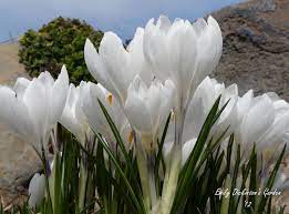Pin On Thrumming About Crocuses