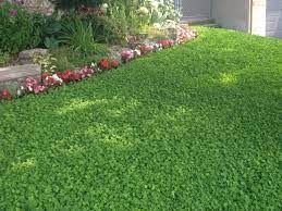 Trifoiul rosu are radacina puternica, pivotanta, bine dezvoltata, lunga de pana la 100 cm, cu numeroase ramificatii. Plantarea Trifoiului Alb Iarna Trifoi Ca Siderat PlantaÈii De ToamnÄ Èi PrimÄvarÄ Inainte De Care Plantele SÄ Planteze Este Posibil SÄ TransplantÄm Trifoi