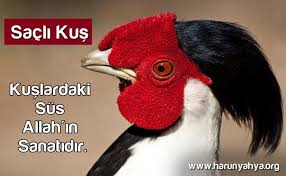 Ruya Esra Adli Kullanicinin Birds Kuslar Panosundaki Pin Kus Allah Ve Sanat