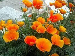 Maybe you would like to learn more about one of these? Last Minute Local Blog Destination El Paso El Paso Texas El Paso Flower Landscape Bloom Where You Are Planted