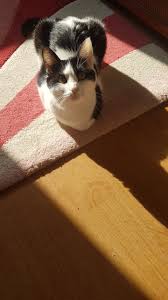 Maskeli Tuxedo Kedi Smokin Kedi Kedi Smokin