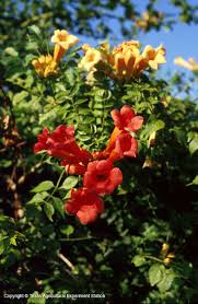 We did not find results for: Texas Native Plants Database