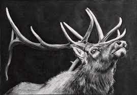 Rocky Mountain Elk Drawing By Logan Thomas Revered as a symbol of the american west, they have played an important role in addition to drawing tourists, the state's elk populations also attract hunters from around the globe.