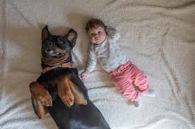 But sometimes this temperature will rise to 100 degrees fahrenheit at 2 weeks of age. Raising A Baby With A Rottweiler
