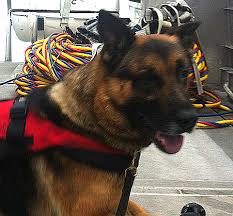 Cal, Regimental #910